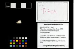 Foto (Objekt + Etikett) von Pithonoton marginatum (von Meyer, 1842)  (NHMW-GEO-2014-0194-0704)
